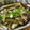 低カロ探検隊's cooksnap of when they made ＊なすの焼きびたし＊.