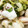 nao_a_nao's cooksnap of when they made いかとセロリとしょうがの甘酢炒め.