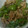 miyarobo's cooksnap of when they made 豚肉と万願寺炒め☆.