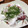 ほもい's cooksnap of when they made 新たまねぎ・ねぎ★かつおのたたき.