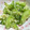 たぬとん's cooksnap of when they made 我が家の夏は…しょうが入りきゅうりの漬物.