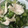 P太郎ママ's cooksnap of when they made ささみとわかめの酢の物.