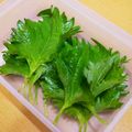 かなりんココりん's cooksnap of when they made 大葉の保存.