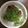 Oramura's cooksnap of when they made まぐろとパクチーの和え物.