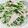 ★抹茶せんべい★'s cooksnap of when they made みょうがと水菜のマヨネーズサラダ.