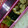 さぁ★たぁ★'s cooksnap of when they made ねっとりやまといもの磯辺揚げ.