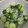 ポメちょん's cooksnap of when they made 簡単＊きゅうりとしらすのさっぱり梅肉和え.