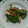 幸せに食べる's cooksnap of when they made イカとピーマンの炒め物.