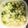 クックFXDSJY☆'s cooksnap of when they made 【簡単・激ウマ】新玉ねぎネバネバサラダ.
