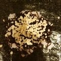 元気な百歳マダム's cooksnap of when they made 天かすと昆布の佃煮のおにぎらず.