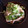 猫檀家's cooksnap of when they made ねぎだく豚の生姜焼き.