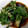 ユウのママ's cooksnap of when they made なすの焼き浸し♪大葉添え.