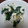 かいたまま's cooksnap of when they made ほうれん草とじゃこの和え物.