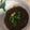 Cook♪Tacos's cooksnap of when they made 塩抜きから始まる三杯酢もずく.
