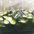 KAKOSHU's cooksnap of when they made こぶ茶が香る胡瓜の１本漬け.