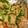 b_uffalo66's cooksnap of when they made 美味しい♪生鮭のピザ風チーズ焼き.