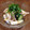 ハリボ2016's cooksnap of when they made いかとキュウリの梅味噌和え.