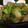 クックPXOXSL☆'s cooksnap of when they made 超簡単！こんにゃく炒め.