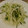 ☆baobab☆'s cooksnap of when they made 和風大根サラダ❗.