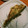 pukukoko's cooksnap of when they made 簡単‼たらのムニエル.
