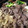 ちゃぎー's cooksnap of when they made おばあちゃんのすき焼き煮.