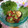 もりあん農園's cooksnap of when they made イタリアン◎揚げなすのトマトソース.