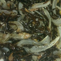拓斗ここな's cooksnap of when they made ひじきと玉ねぎのめんつゆ梅わさ和え☆.