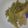 クックEZ6W6U☆'s cooksnap of when they made ✿ふきとコンニャクの煮物✿.