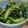 にゃっぷらぷー's cooksnap of when they made 簡単ささみの酢の物.
