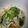 ぁぉﾋﾟｧｽ's cooksnap of when they made ＊ほうれんそうとえのきの酢の物＊.