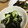 mantacarp's cooksnap of when they made 簡単！すし酢でキュウリの酢の物^ ^.
