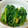 うぅこちゃん's cooksnap of when they made つるむらさきのごまあえ.