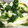milkoko's cooksnap of when they made やみつき★セロリと大葉の簡単浅漬け.