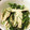 島田佳奈's cooksnap of when they made おかひじきと蒸し鶏の和え物.