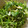 低カロ探検隊's cooksnap of when they made 豆苗とさきイカの和え物.