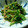 うりかーさん's cooksnap of when they made ササッと つるむらさきの胡麻和え.