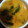 クックZV4IIE☆'s cooksnap of when they made お鍋で簡単☆春しらすの茶碗蒸し.