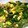 うにさん1230's cooksnap of when they made にら玉納豆和え.