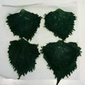 あん１８５１'s cooksnap of when they made 青シソ塩漬け＆シソの葉おにぎり.