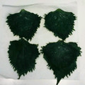 あん１８５１'s cooksnap of when they made 青シソ塩漬け＆シソの葉おにぎり.