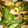大森ヨーグルト's cooksnap of when they made お弁当にちくわと青梗菜の中華炒め.