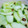 ねここfm's cooksnap of when they made ＊青うりときゅうりの簡単浅漬け＊.