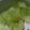樋笠爽's cooksnap of when they made 夏野菜、白うりの酢の物.
