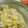 ポンパどっく's cooksnap of when they made 子供も大人も大好き＊とうもろこしご飯＊.