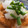 mantacarp's cooksnap of when they made 簡単☆揚げ焼き 鶏ももおろしネギポン.