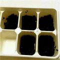 nao1019817's cooksnap of when they made ★離乳食中期★ひじき.