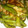 クックNVD2ZE☆'s cooksnap of when they made 材料3つ！いんげんと豚肉のさっと煮.