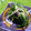 このぴょん's cooksnap of when they made ☆おかひじきとえのきの胡麻和え☆.