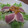 ｔｉｒａ's cooksnap of when they made 簡単！マグロのたたき風サラダ.