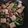 まりもひよこ's cooksnap of when they made 豚肉とこんにゃくの味噌炒め.